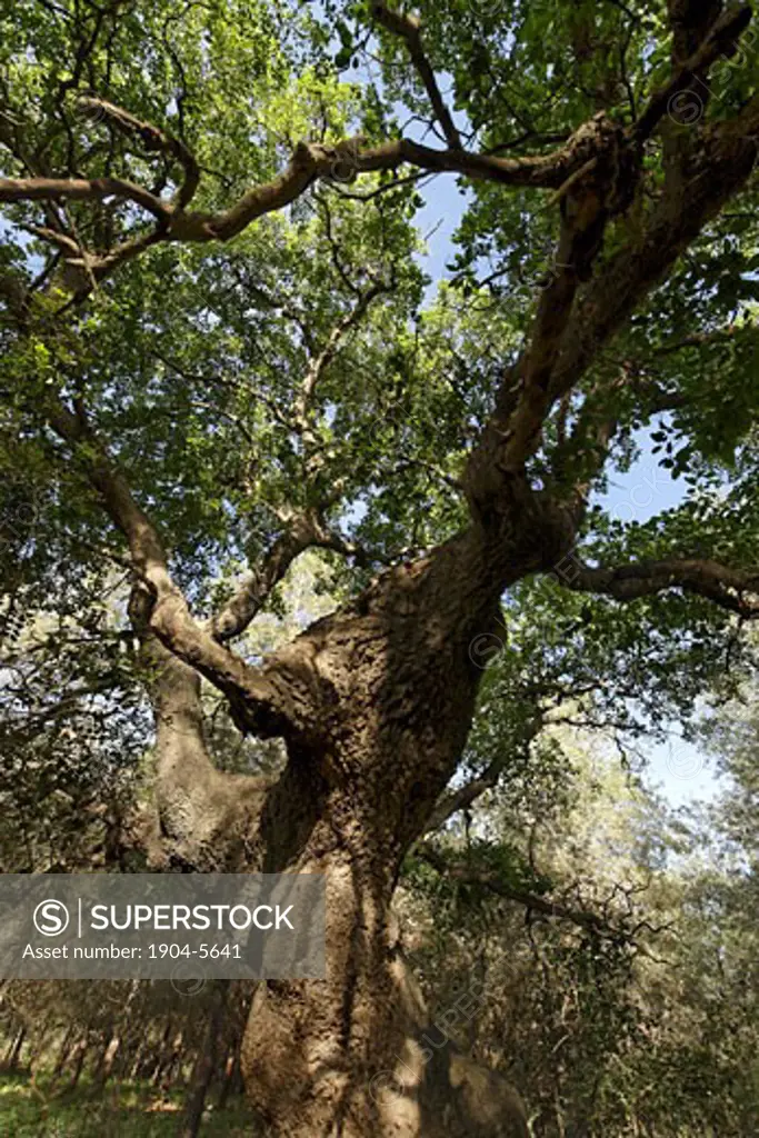 Mount Tabor Oak tree in Hurbat Abbas