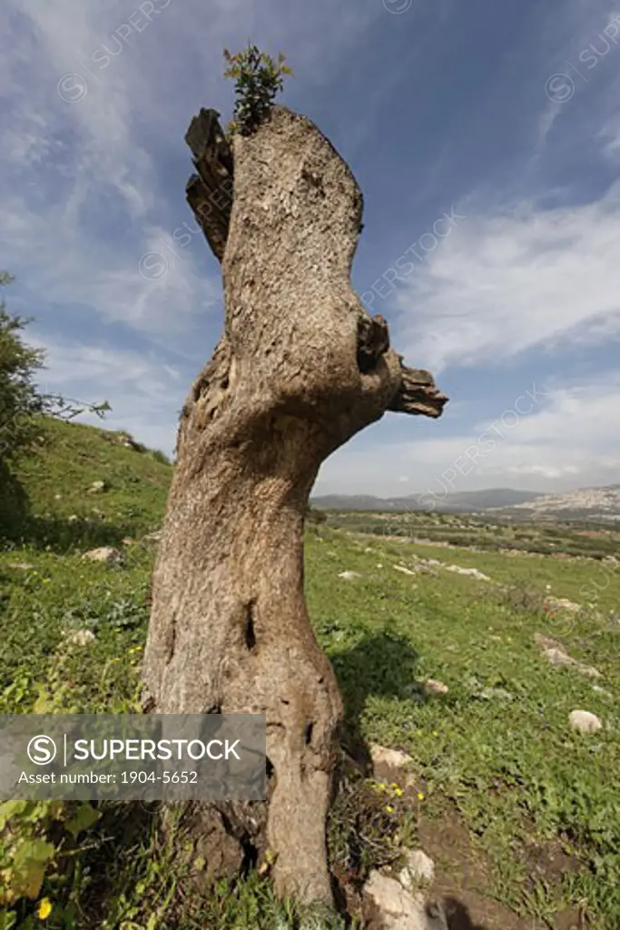 The trunk of a Mastic Tree Pistacia Lentiscus in the Lower Galilee