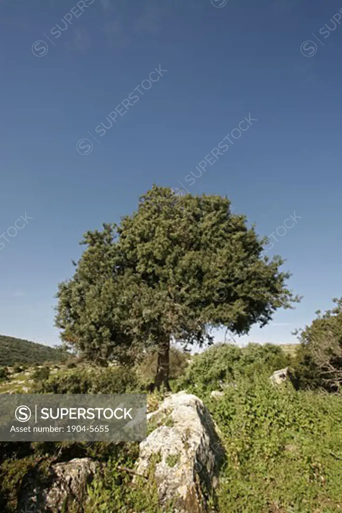 Mastic Tree Pistacia Lentiscus in the Lower Galilee