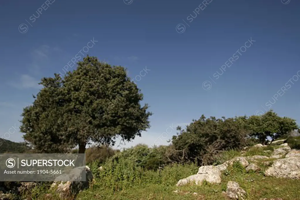 Mastic Tree Pistacia Lentiscus in the Lower Galilee