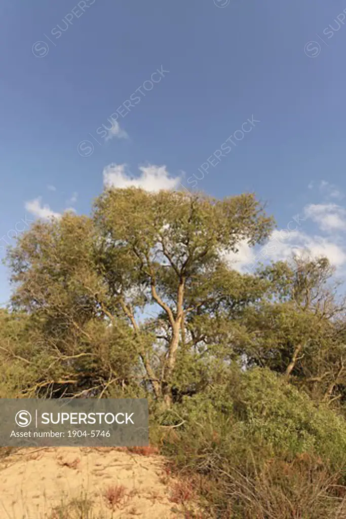 Euphrate Poplar trees Populus Euphratica