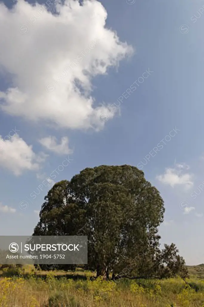 Eucalyptus tree in Wadi Hatzav
