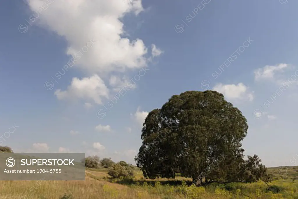 Eucalyptus tree in Wadi Hatzav