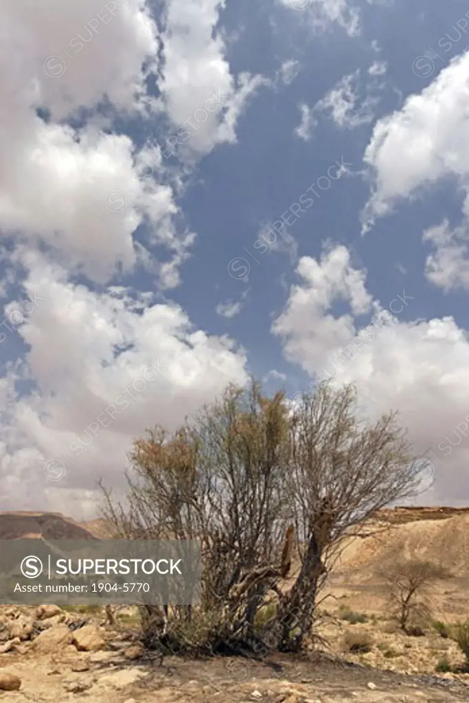 Moringa Peregrina in the Negev Desert
