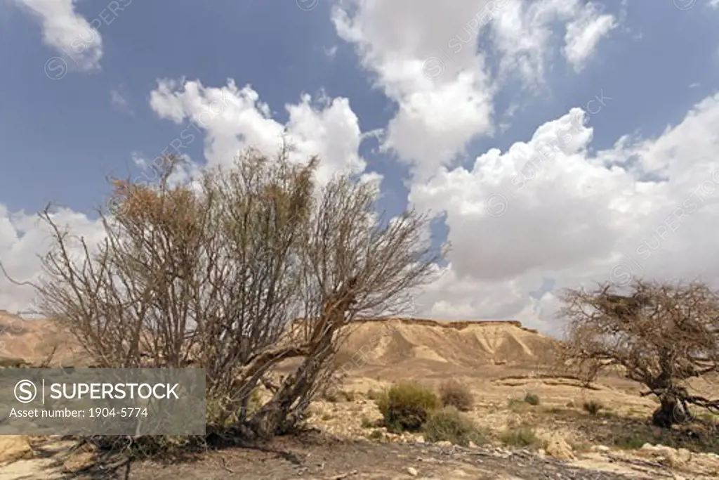 Moringa Peregrina in the Negev Desert