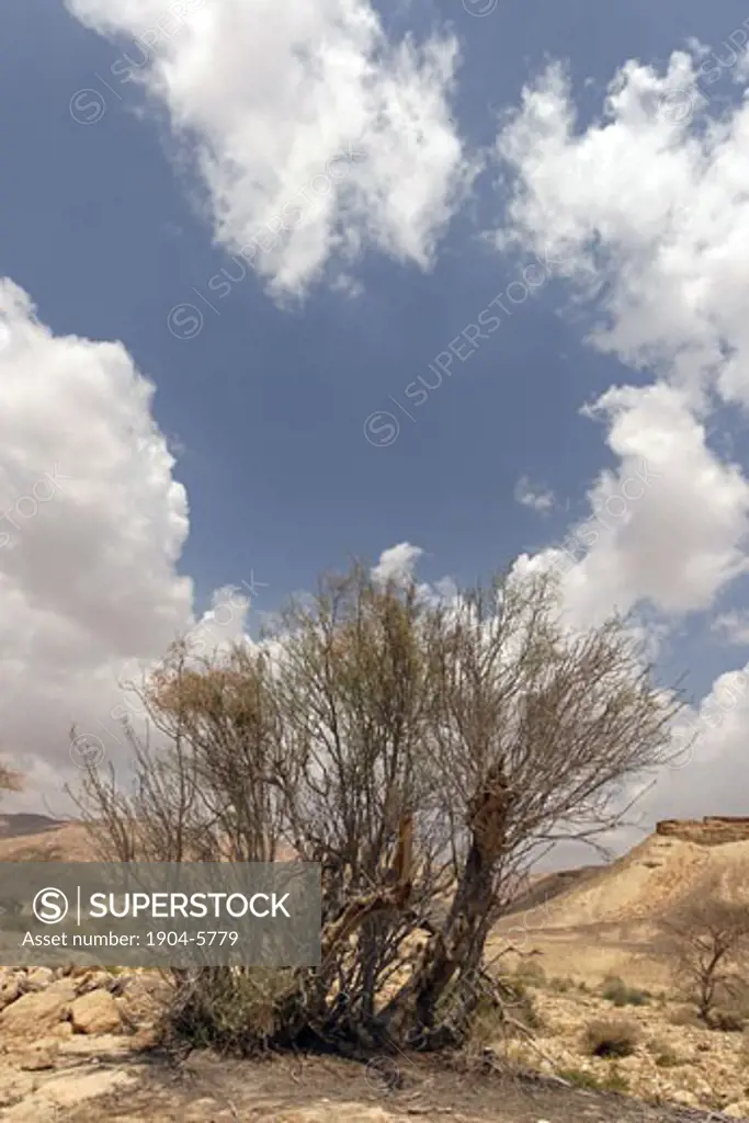 Moringa Peregrina in the Negev Desert