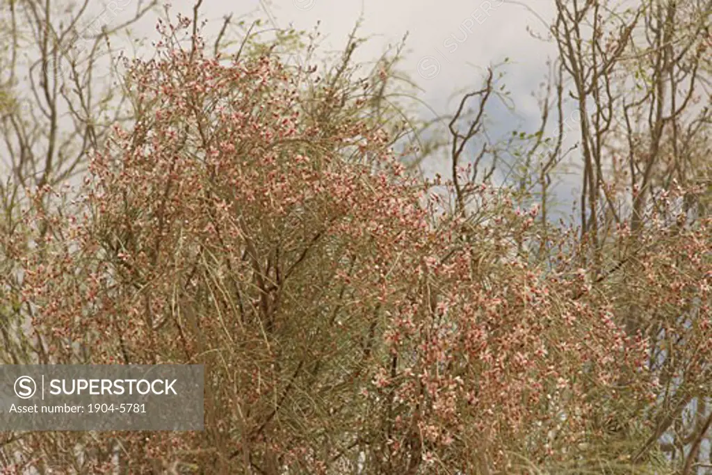 Flowers of Moringa Peregrina in the Negev Desert