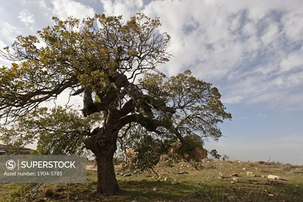Judea Cyprus Oak tree in Beth El