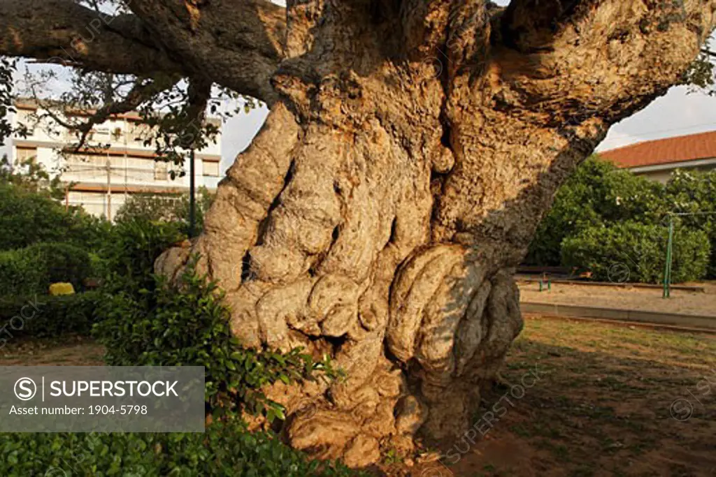 Sycamore tree Ficus Sycomorus in Ramat Gan