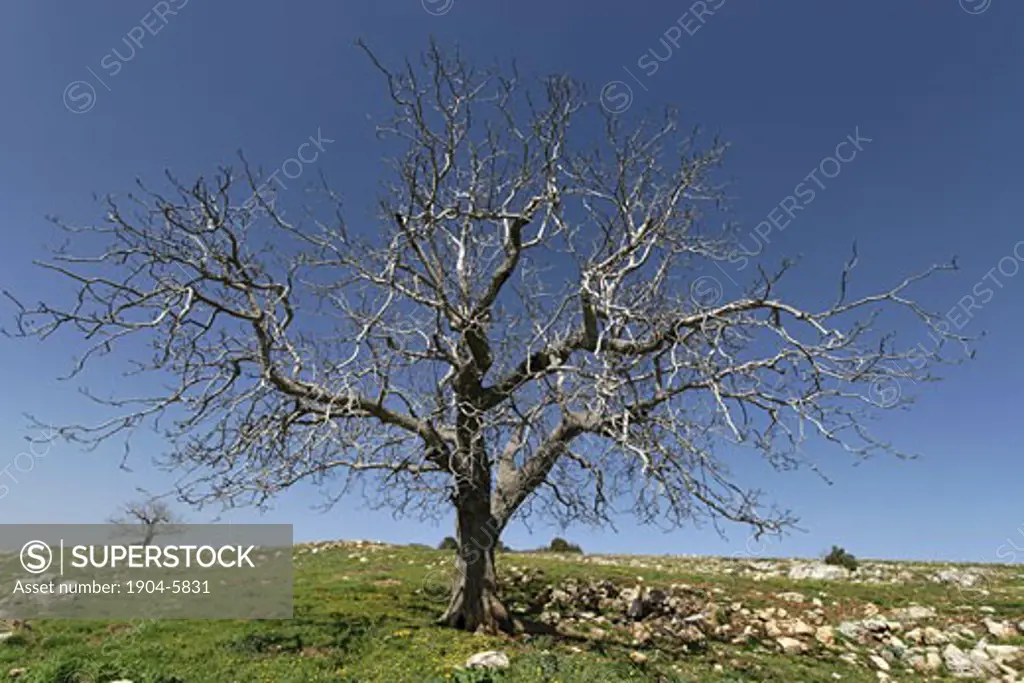 Walnut tree on Mount Meron