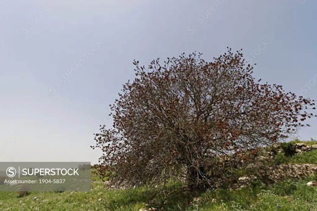 Terebinth tree Pistacia Palaestina on Mount Meron