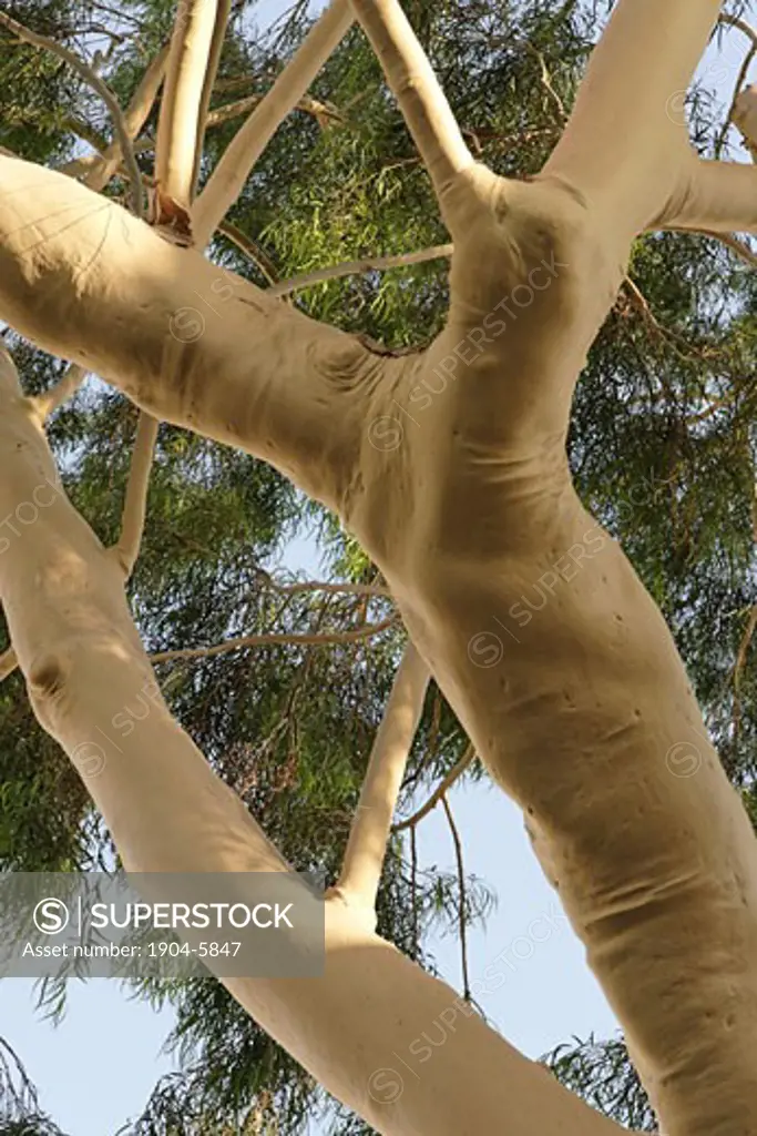 Eucalyptus tree Eucalyptus Citriodora  in Petach Tikvah