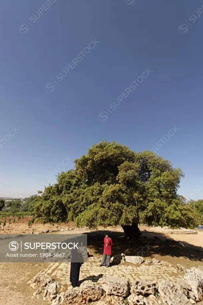 Judea Kermes Oak in Gush Etzion