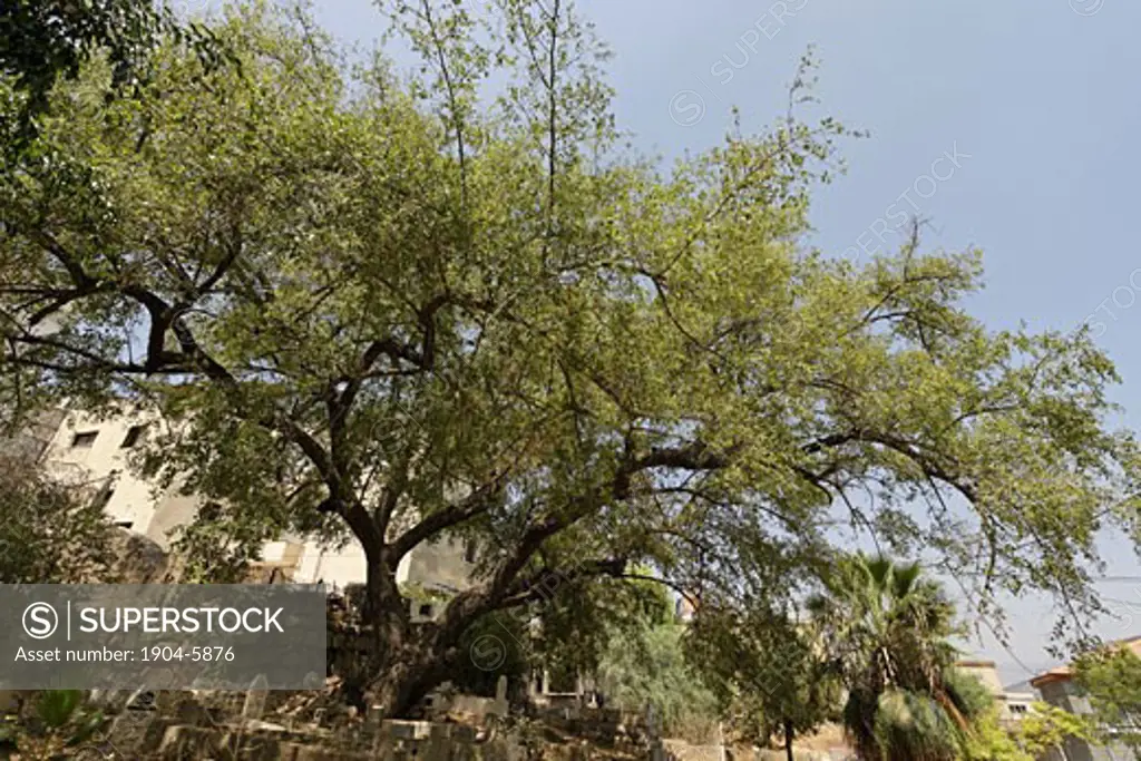 Israel the Lower Galilee Jujube tree in Sachnin