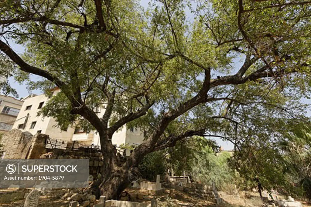 Israel the Lower Galilee Jujube tree in Sachnin