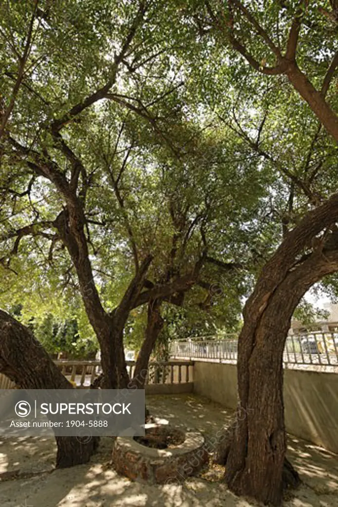 The Lower Galilee Jujube tree in Mrar