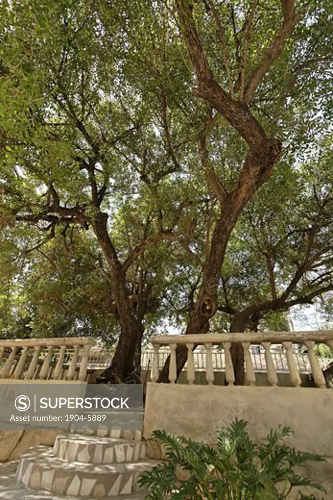 The Lower Galilee Jujube tree in Mrar