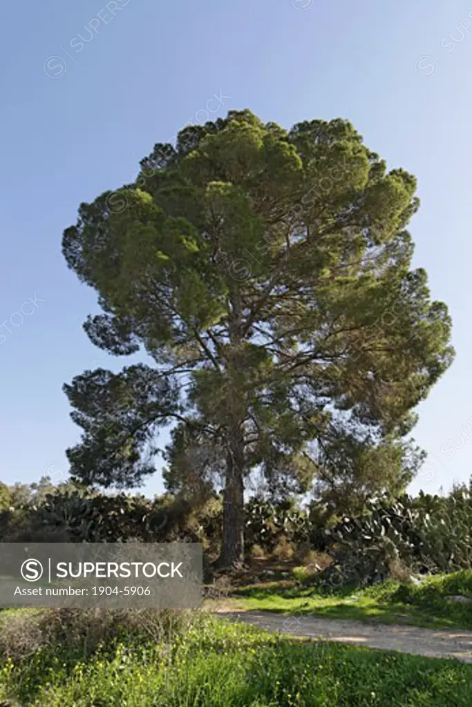 Jezreel Valley Aleppo Pine tree in Sarid