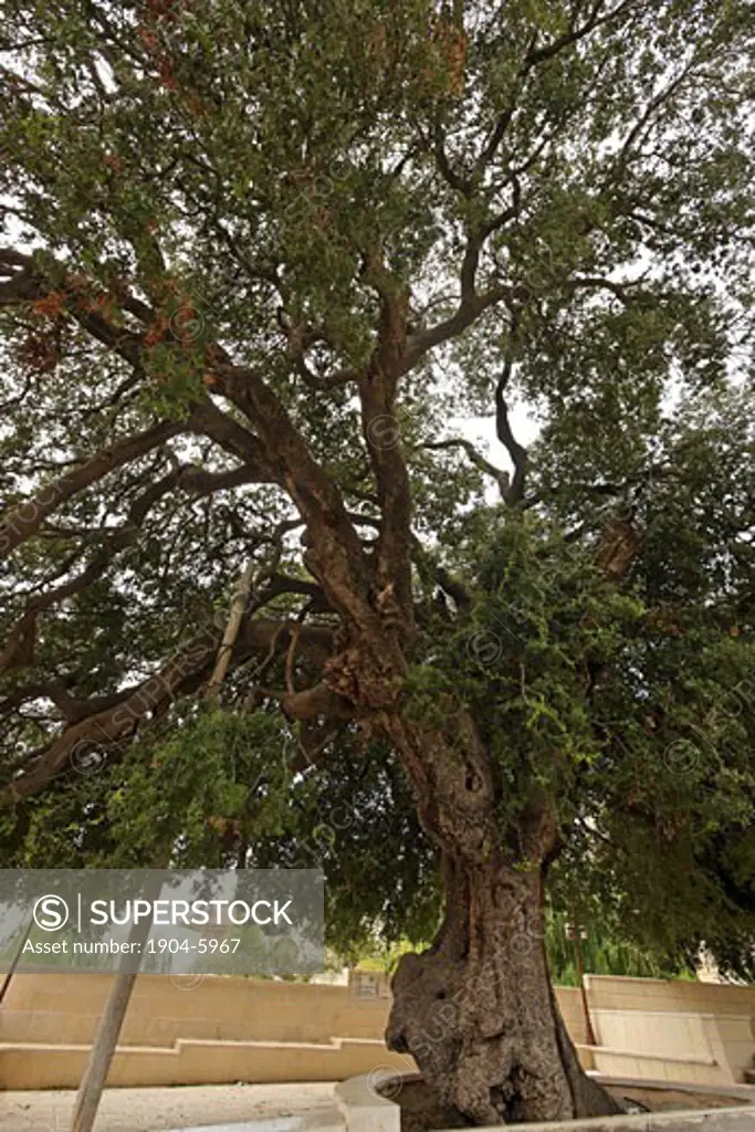 Kermes Oak Quercus Caliprinos in Jat