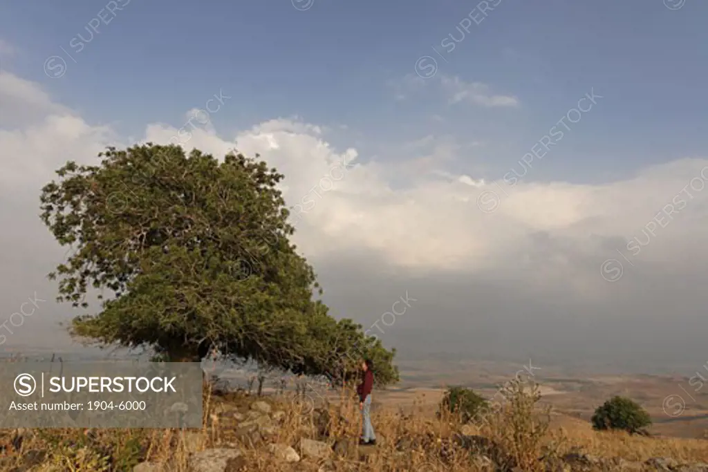 Atlantic Pistachio tree overlooking the Jordan Valley