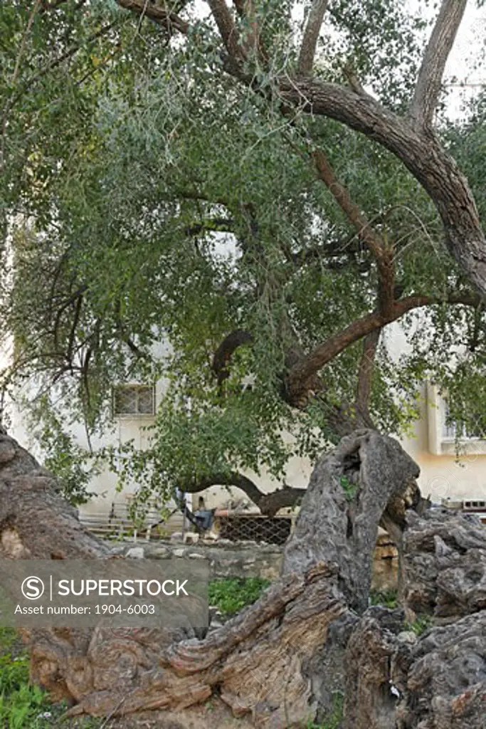 Samaria Jujube tree in Kifl Haret