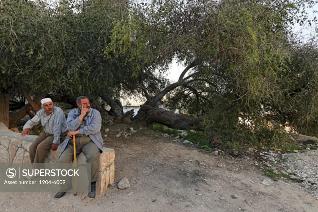 Samaria Jujube tree in Kifl Haret