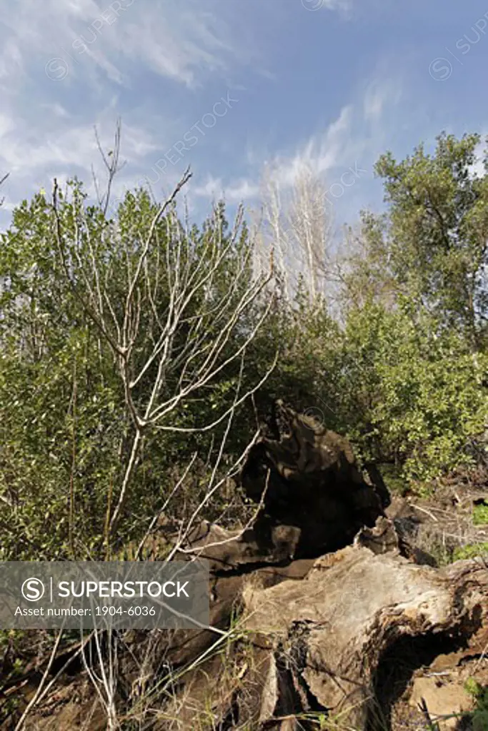 The remains of a burned down Atlantic Pistachio tree in Tel Dan
