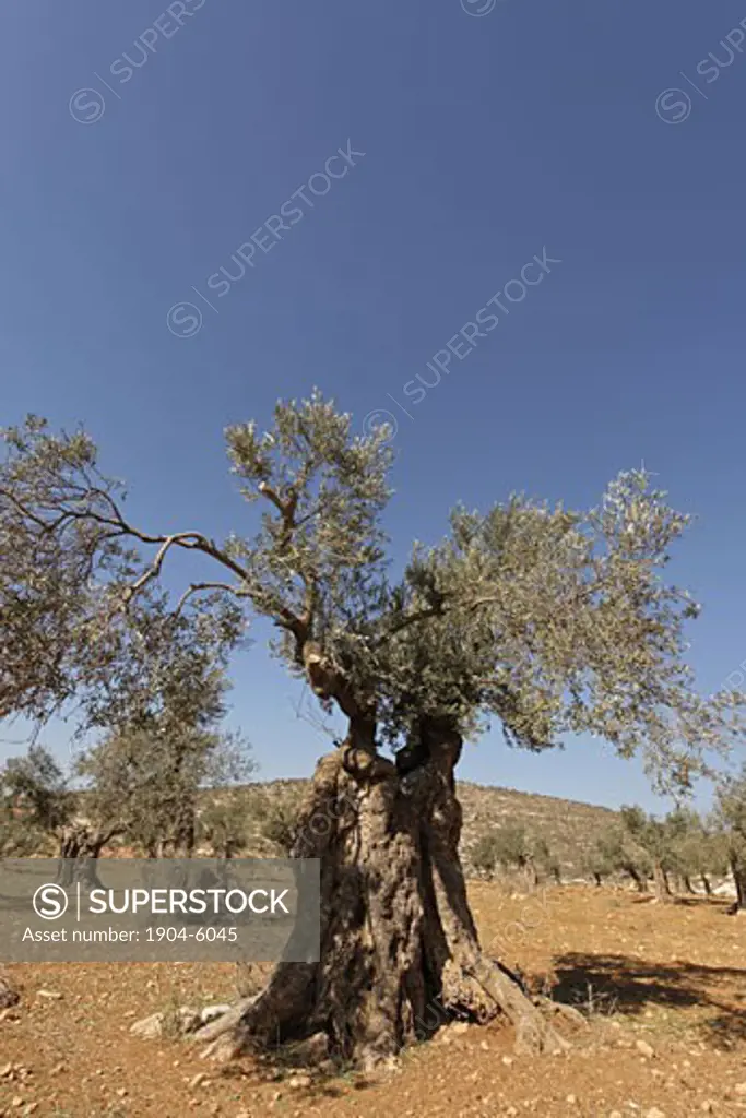 Olive tree Olea europaea in Yanun