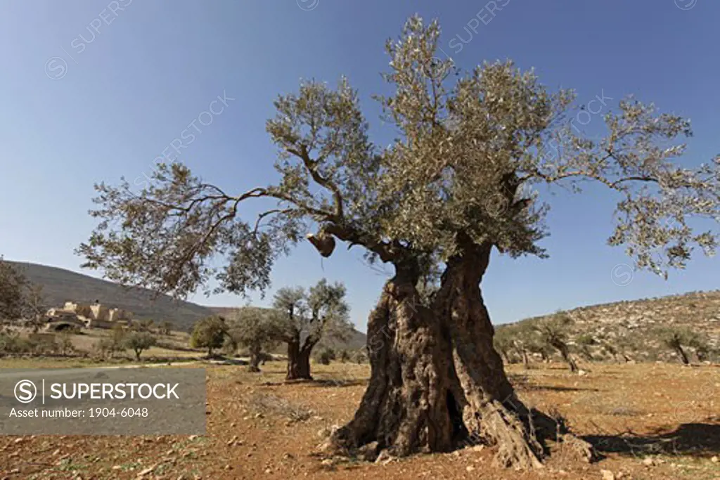 Olive tree Olea europaea in Yanun