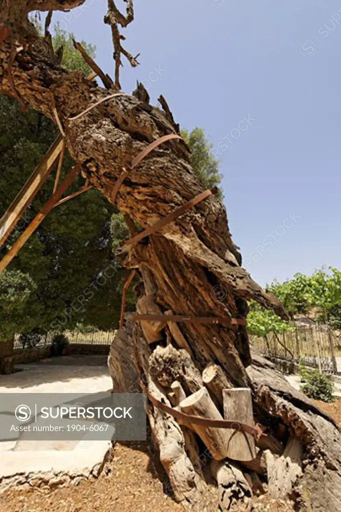 The trunk of Abrahams Oak at the Russian Orthodox Church in Hebron