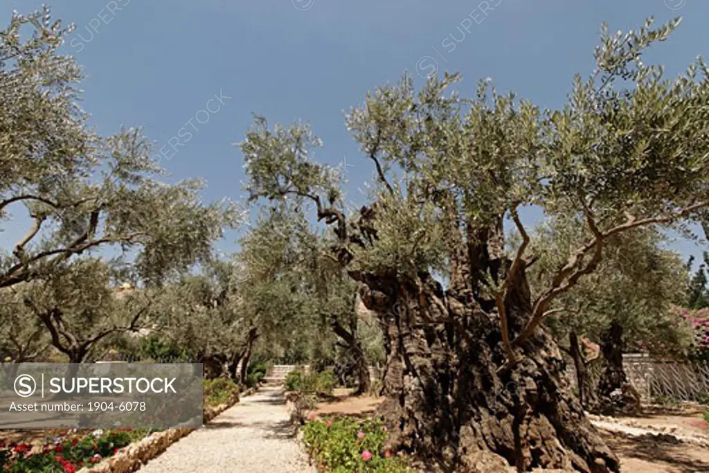 Olive trees in the Garden of Gethsemane