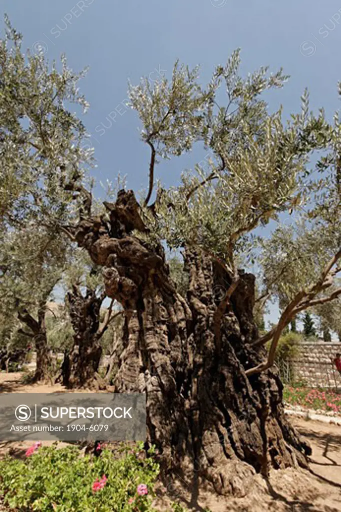 Olive tree in the Garden of Gethsemane