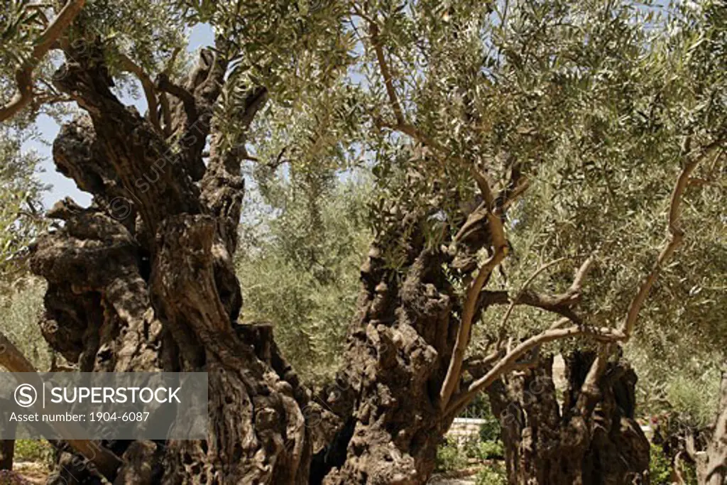Olive trees in the Garden of Gethsemane