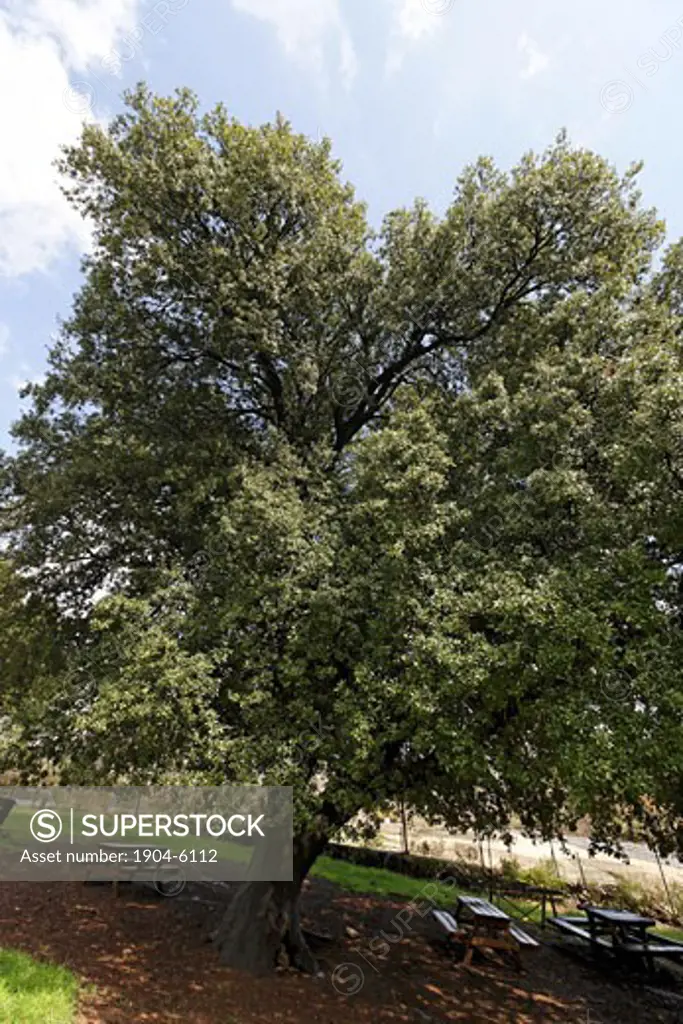 Kermes oak Quercus calliprinos in Nabi Hazuri