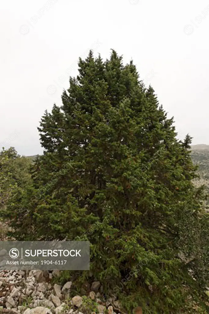 Prickly Juniper Juniperus oxycedrus in Wadi Arar