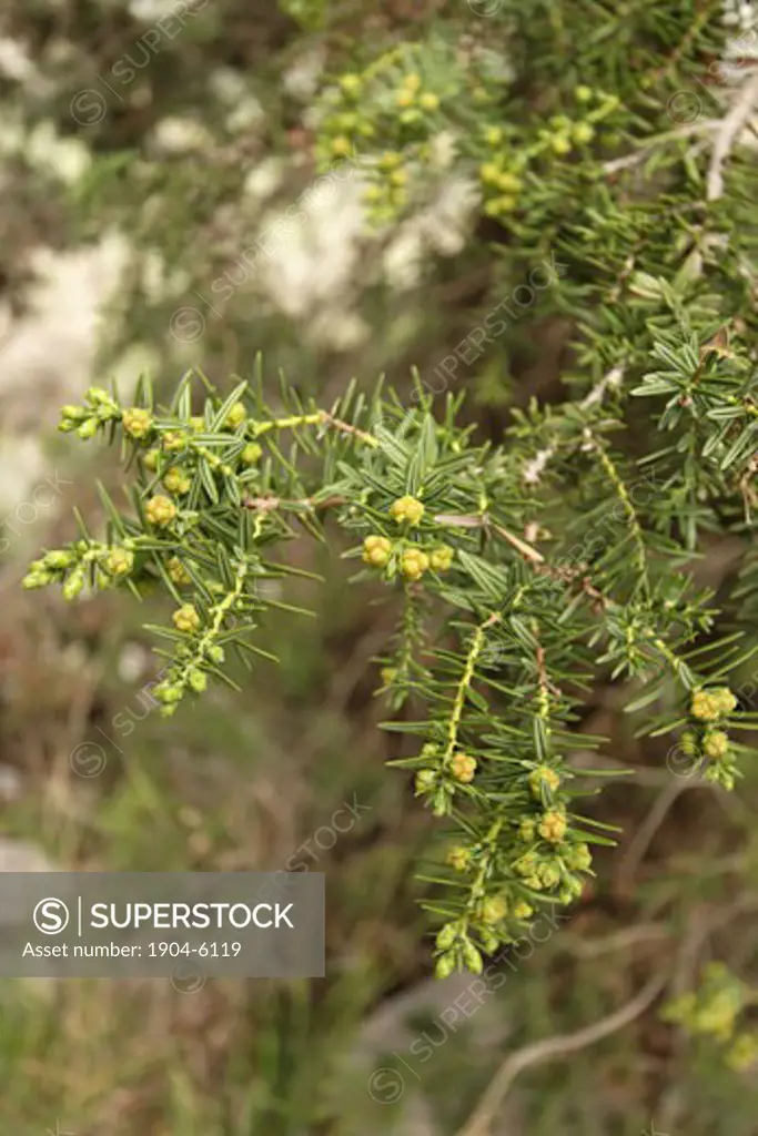 Prickly Juniper Juniperus oxycedrus in Wadi Arar