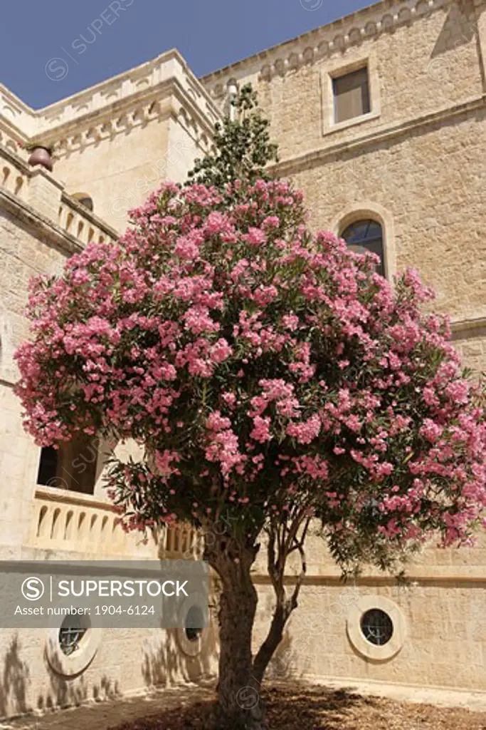 Oleander in Ratisbonne Monastery
