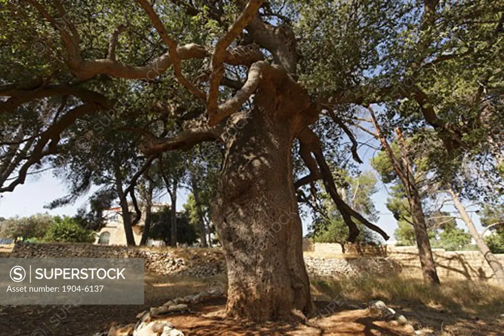 Kermes Oak Quercus calliprinos in Sharafat