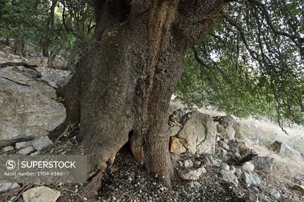 Kermes Oak Quercus calliprinos on Mount Betarim