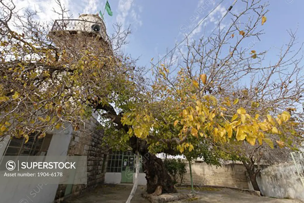 White Mulberry tree at the Mosques forecourt in Amoriya