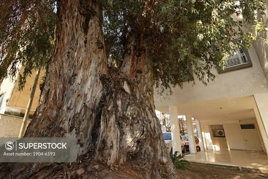 Eucalyptus tree on 31 Tarna St Hadera