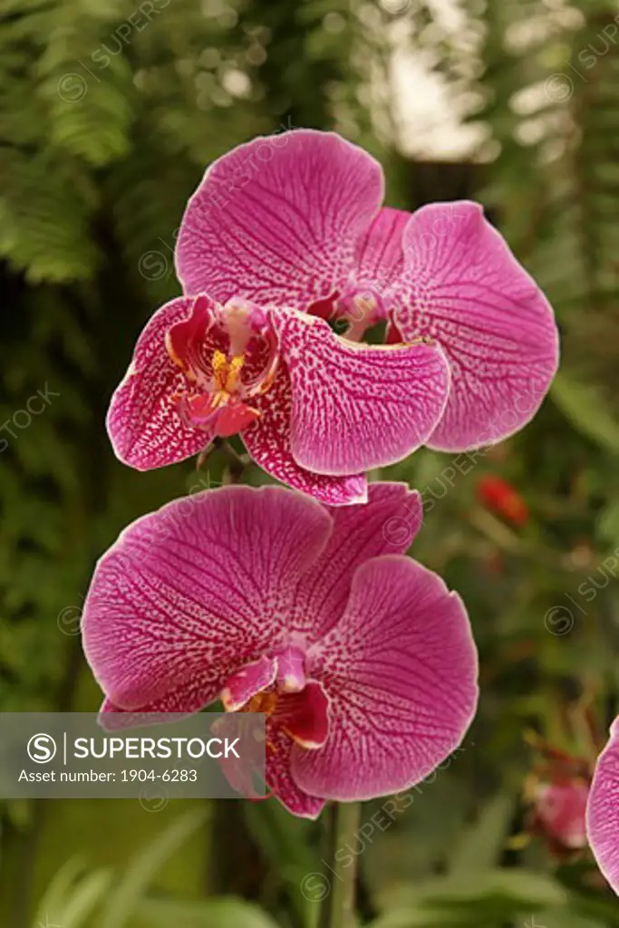 Orchids in Utopia Park