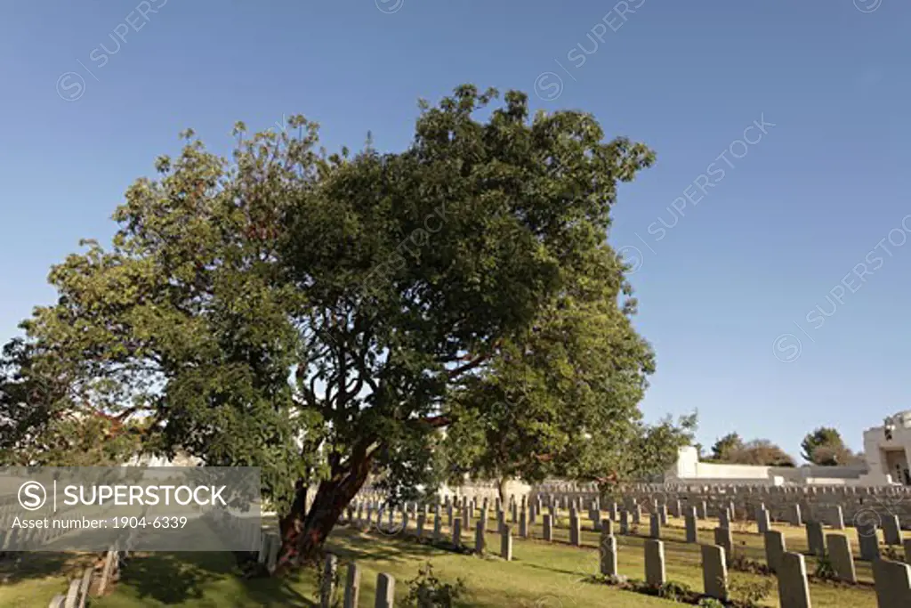 Oriental Strawberry tree at the British War Cemetery