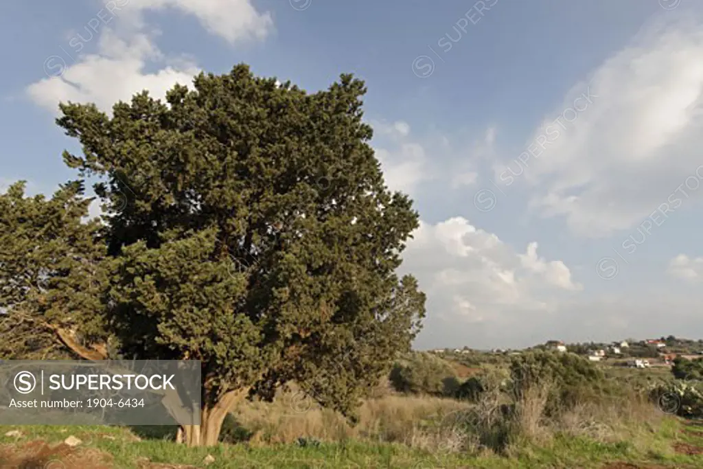 Cypress tree Cupressus sempervirens in Ilania