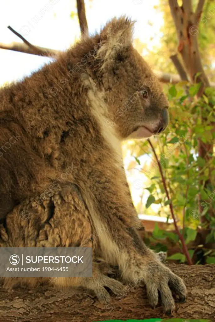 Koala in Gan Garoo