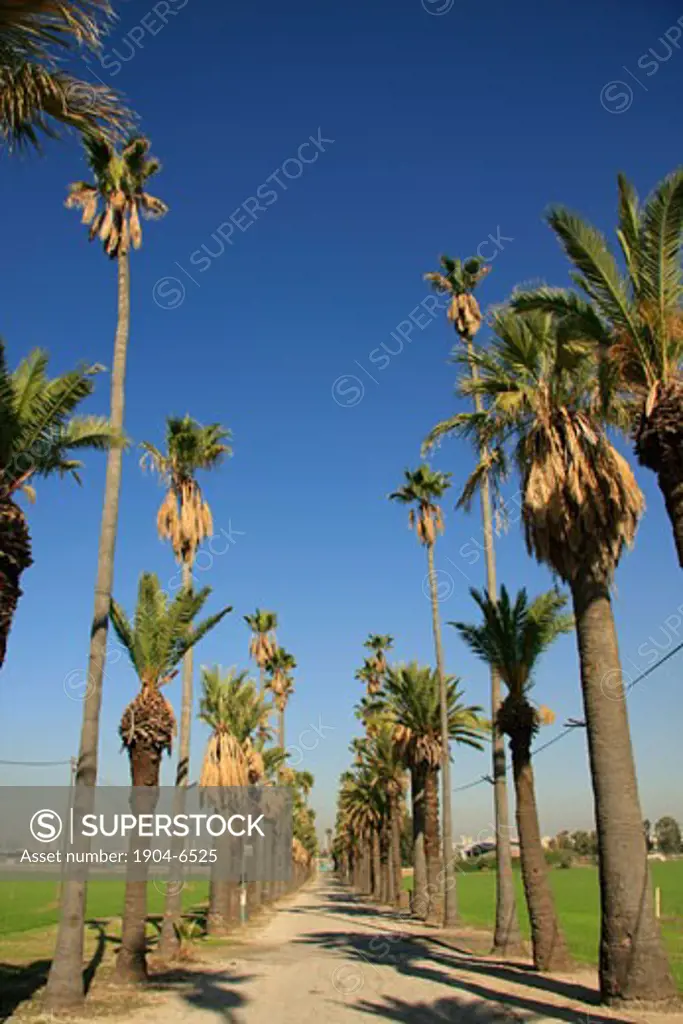 Palm trees in Mikveh Israel