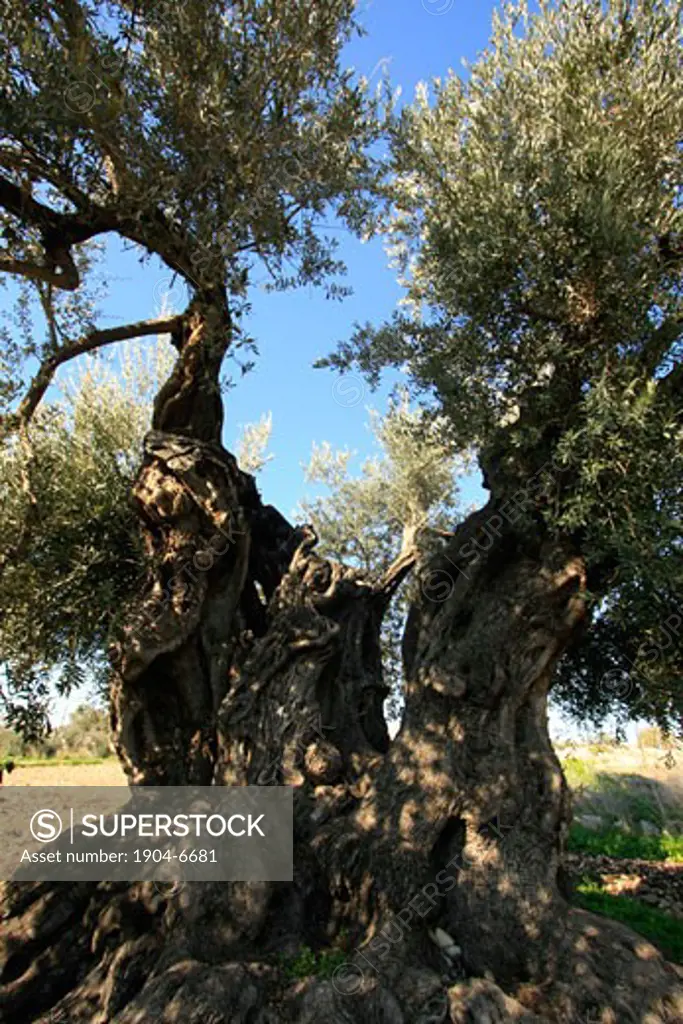Ancient Olive tree in Shfaram