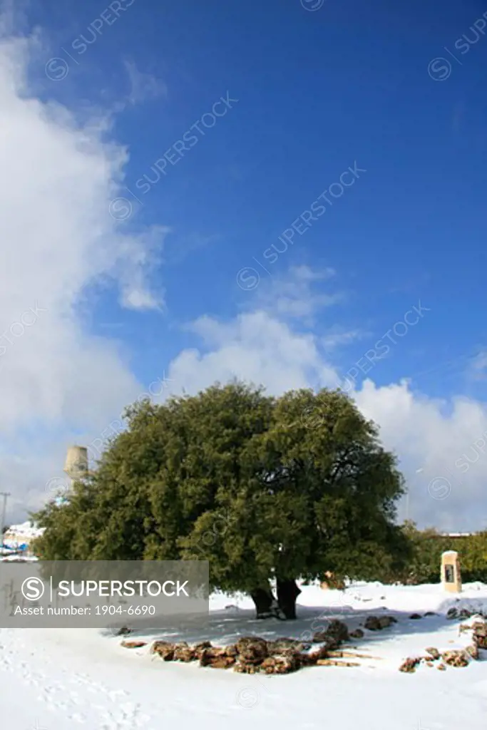 Kermes Oak Quercus Calliprinos in Gush Etzio