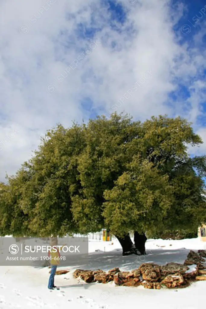 Kermes Oak Quercus Calliprinos in Gush Etzio