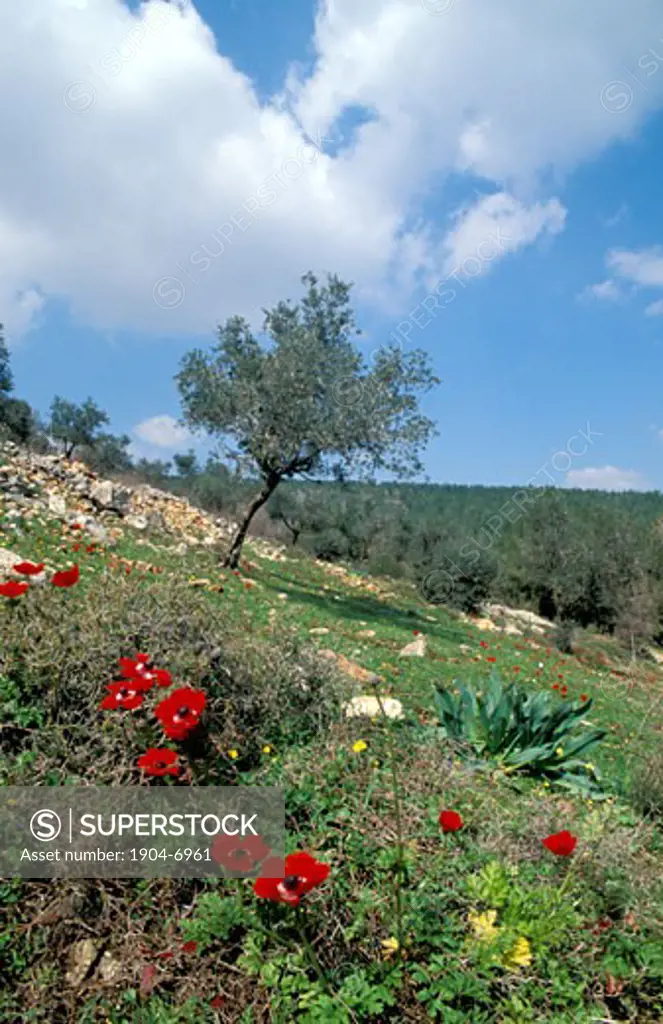 Mount Deborah in the Lower Galilee
